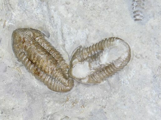 Two Mississippian Trilobites (Ameropiltonia) - Missouri #78005